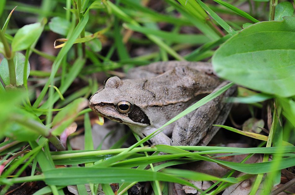 Rana da determinare 2 - Rana dalmatina